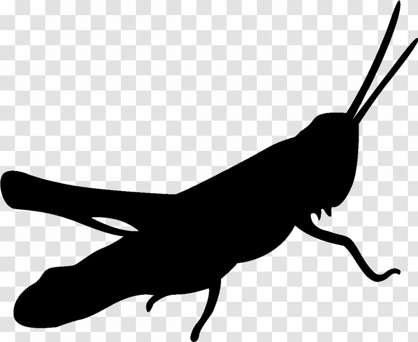 Silhouette Insect - Finger - Tail Cricketlike Transparent PNG