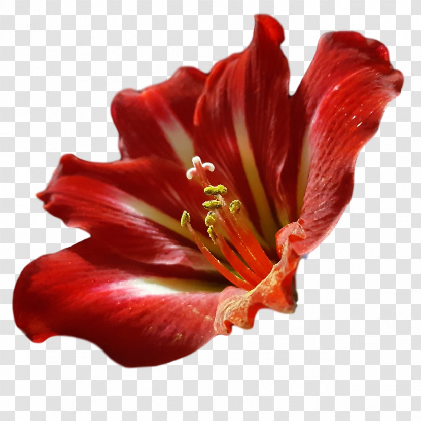 Amaryllis Daylilies Jersey Lily Petal Close-up Transparent PNG