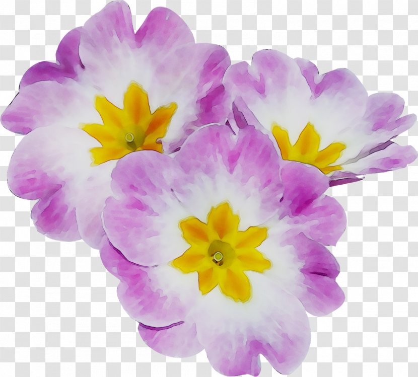 Primrose Annual Plant Violet Crocus Plants - Herbaceous - Wildflower Transparent PNG
