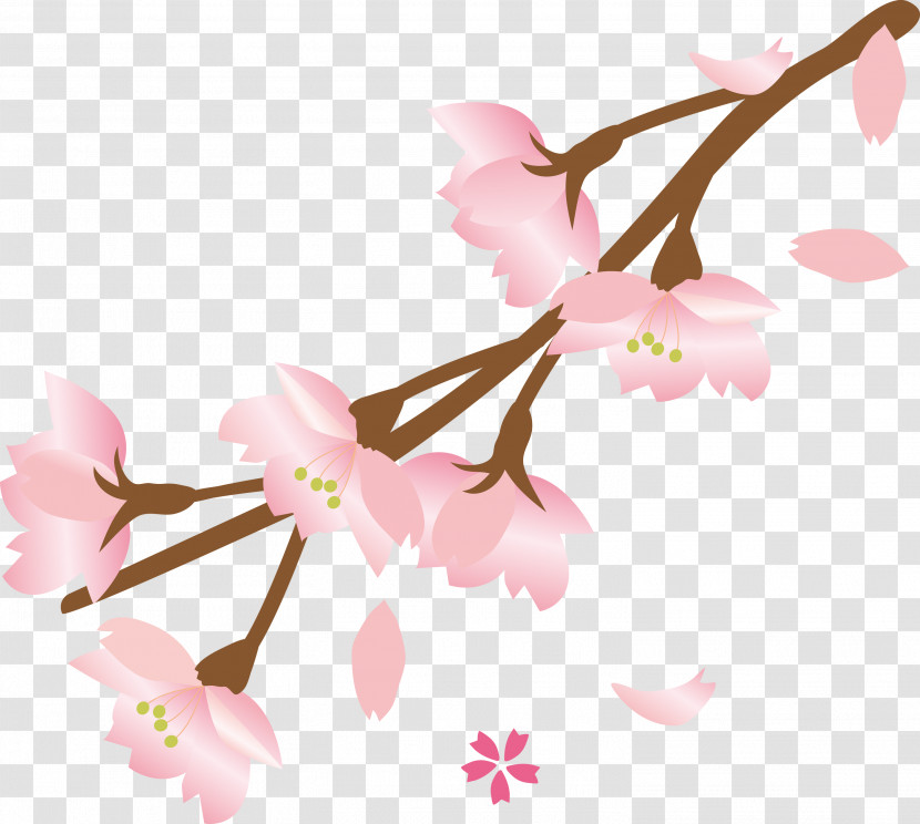 Cherry Flower Floral Flower Transparent PNG