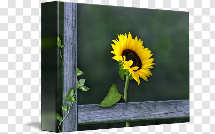 Gallery Wrap Picture Frames Sunflower Seed Canvas Art - 3D Transparent PNG