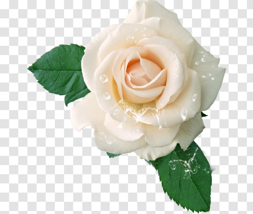 Hybrid Tea Rose Clip Art - Peach Transparent PNG