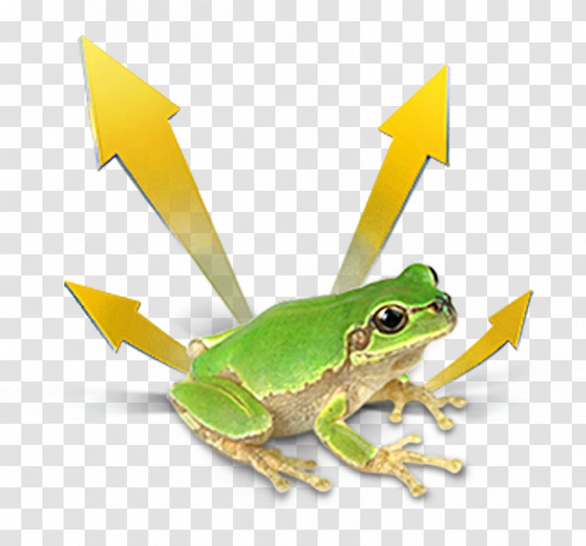 True Frog Tree - Ranidae Transparent PNG