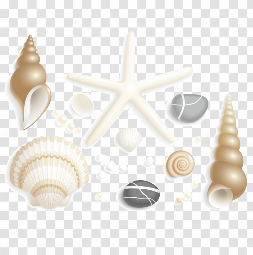 Seashell Starfish Drawing Clip Art - Material - And Shells Transparent PNG