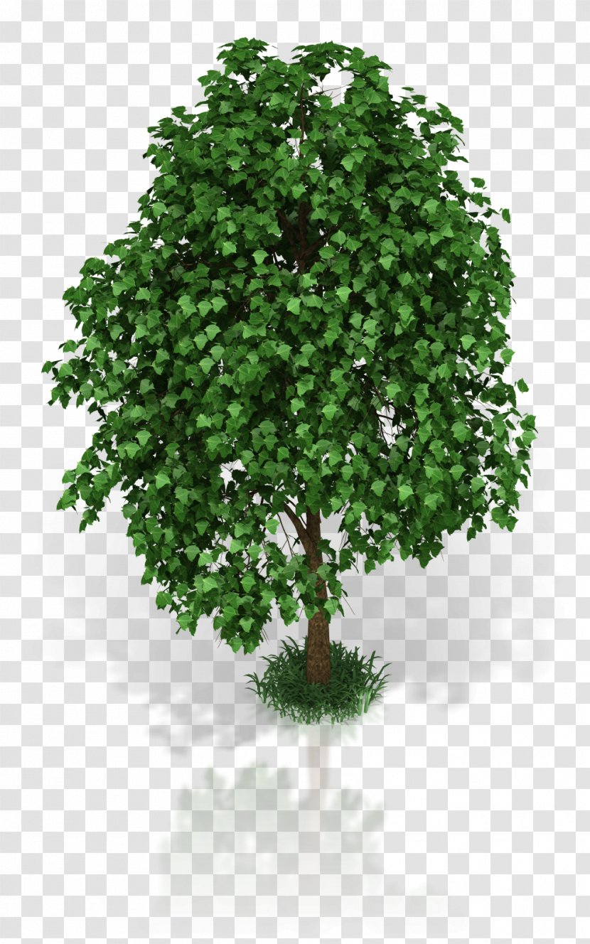 Chinese Sweet Plum Lynn Scott Coaching Ltd Shrub Blog Leaf - Holiday - Root Tree Transparent PNG
