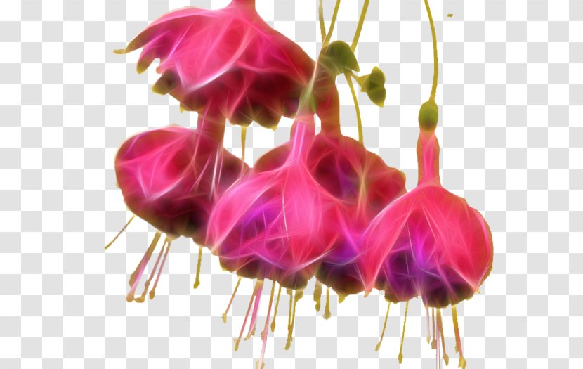 Fuchsia Clip Art Plants Pinkladies - Garden - Borage Gamma Linolenic Transparent PNG