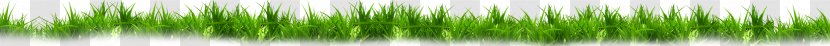 Green - Grass Transparent PNG