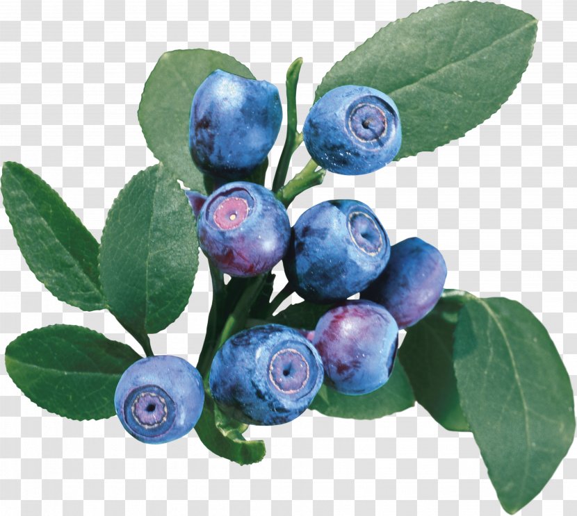 European Blueberry Bilberry Vaccinium Uliginosum Raster Graphics - Produce - Blueberries Transparent PNG