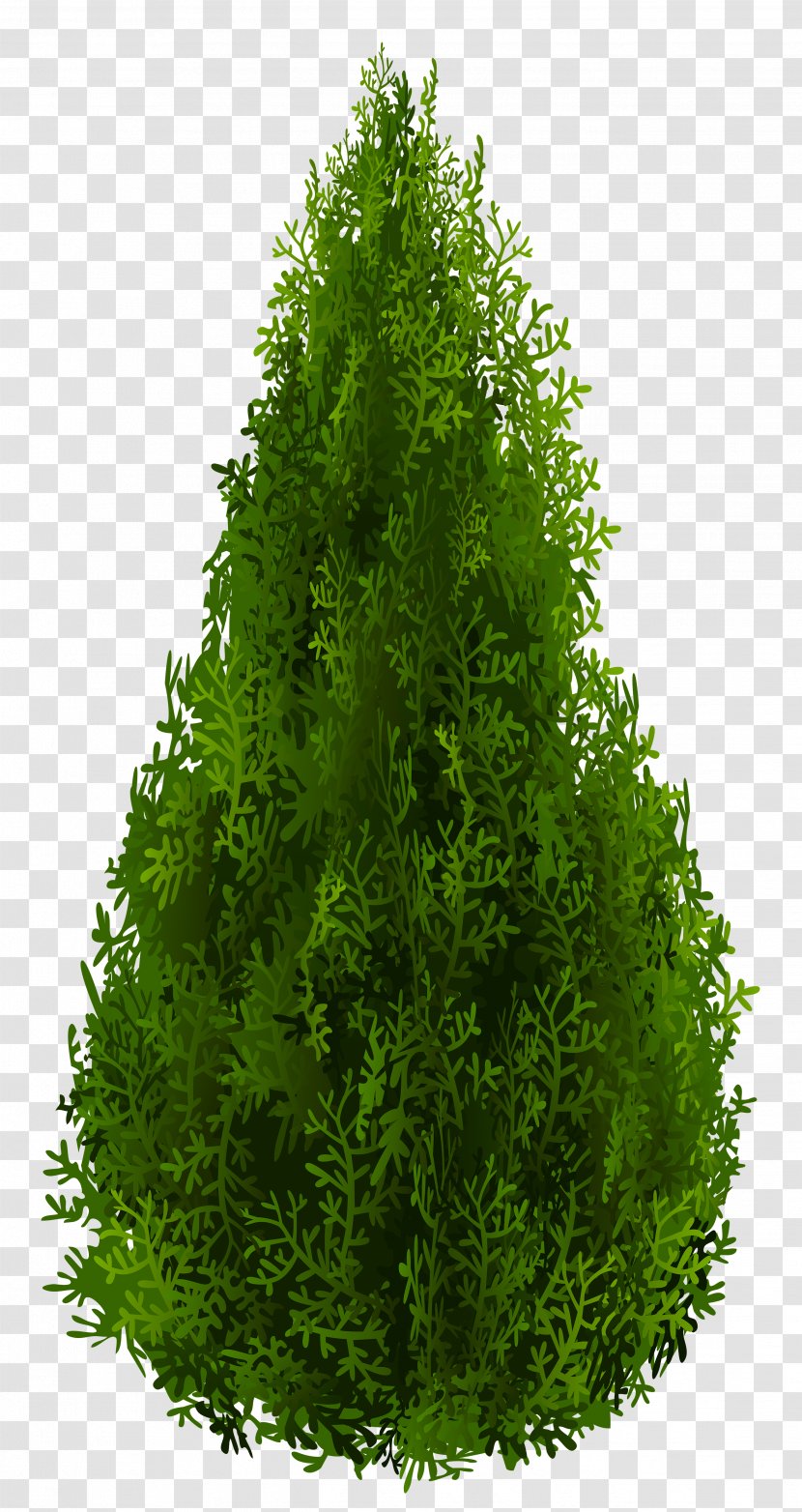 Shrub Tree Spruce Clip Art - Cypress Clipart Picture Transparent PNG