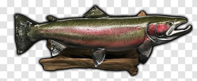 Coho Salmon Rainbow Trout Fish Museum - Coast To Mounts Replicas Transparent PNG