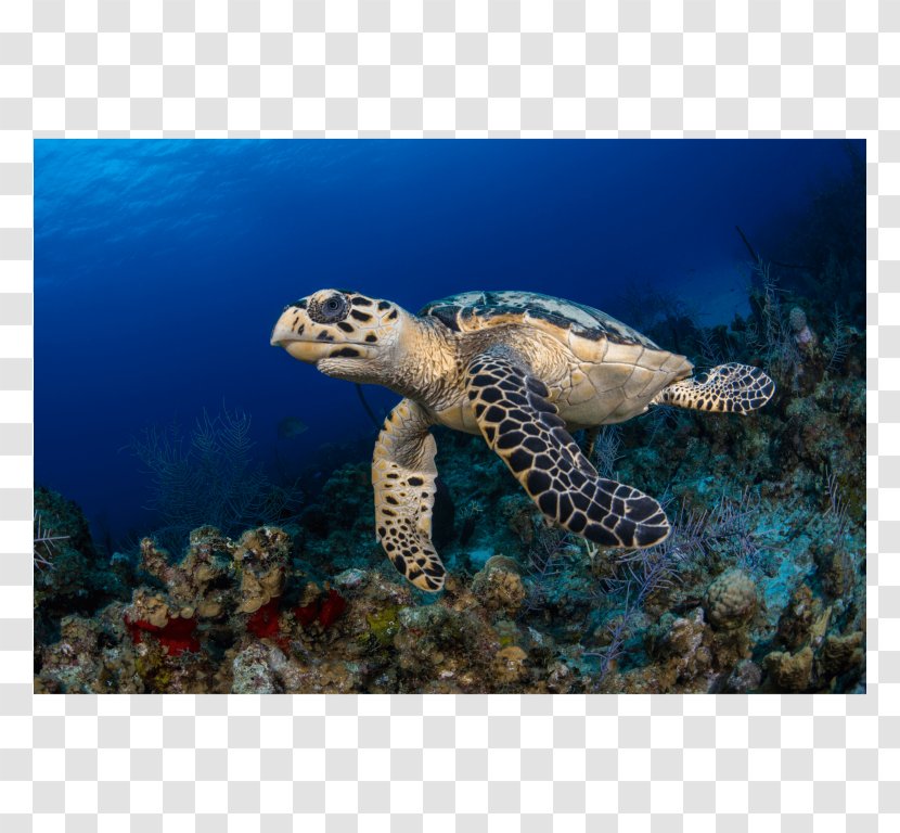 Loggerhead Sea Turtle Hawksbill Coral Reef Tortoise Transparent PNG