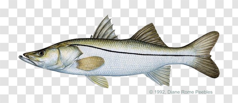 Common Snook Fly Fishing Recreational Game Fish - Catch And Release Transparent PNG