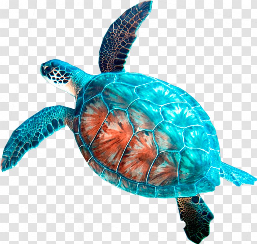 Loggerhead Sea Turtle Car Rental Hanauma Bay - Organism Transparent PNG