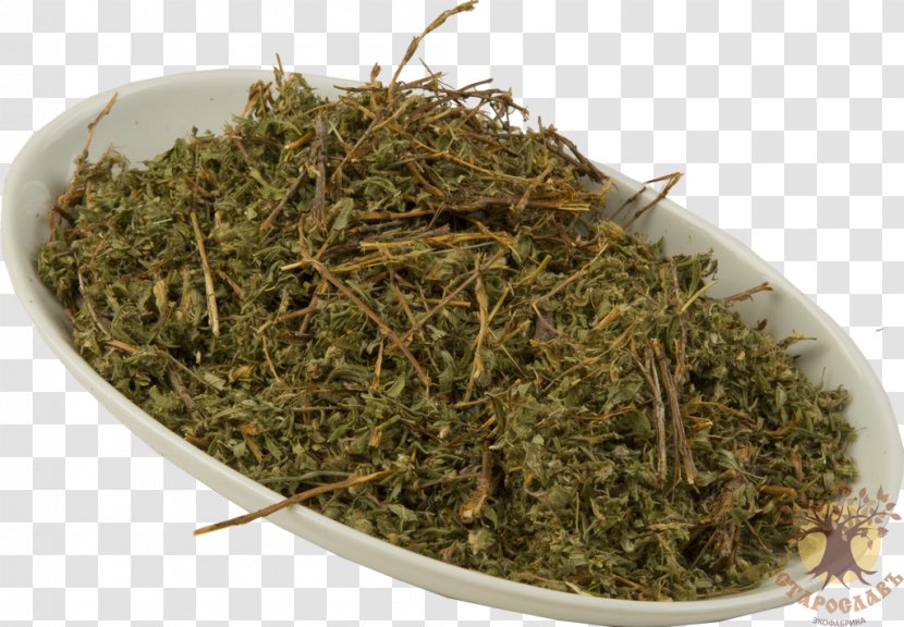 Prostrate Knotweed Redshank Herb Raw Material Tea - Chai Transparent PNG
