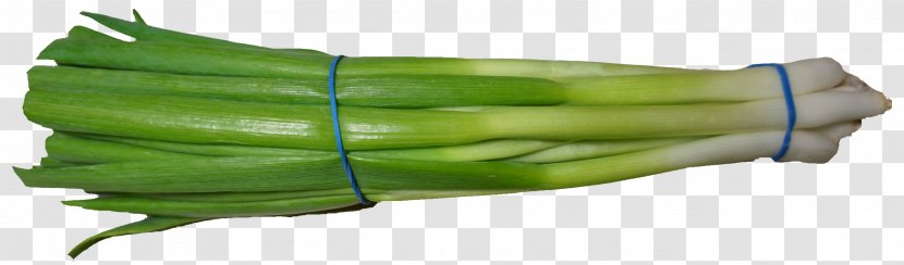 Scallion Onion Vegetable - Green Transparent PNG