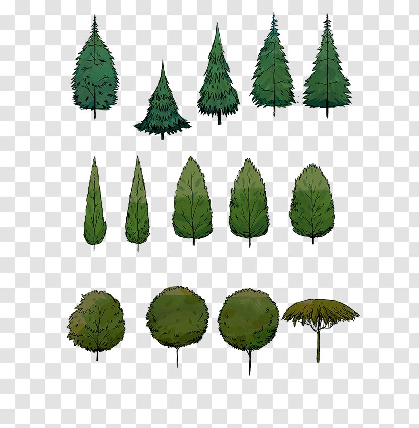 Spruce Biome Leaf - Anadolu University Transparent PNG