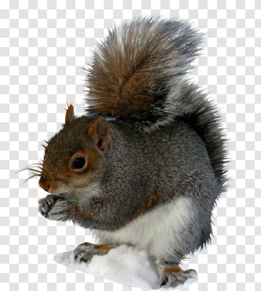 Squirrel Clip Art - Fur Transparent PNG