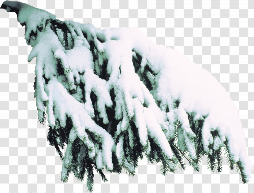 Spruce Tree Branch Clip Art Transparent PNG