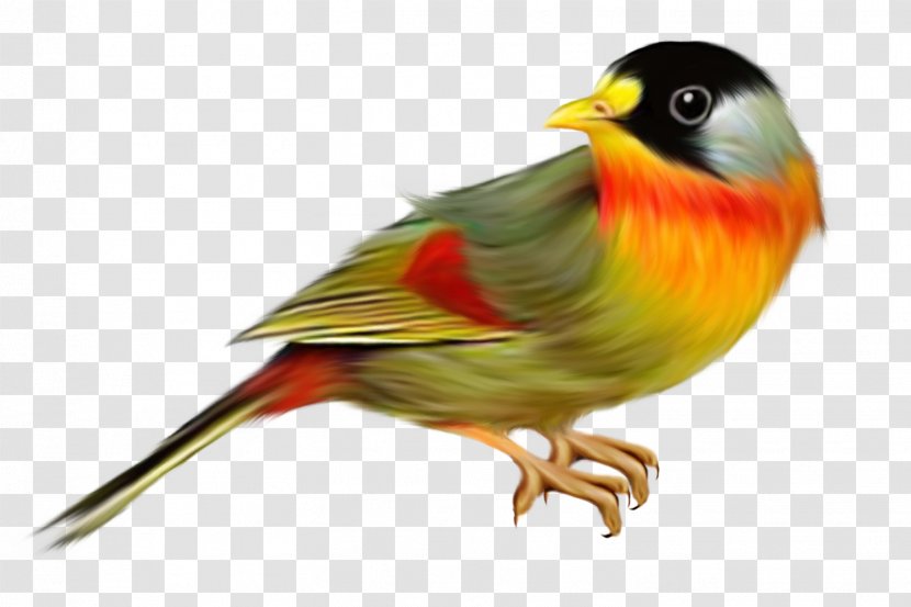 Domestic Canary Bird Finches Tanager Sparrow - Feather Transparent PNG