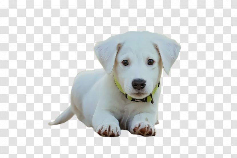 Dog Breed Puppy White Labrador Retriever Transparent PNG