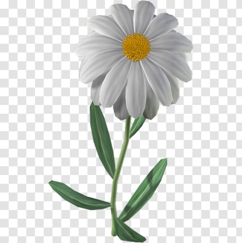 Flowers Background - Camomile - Mayweed Transparent PNG
