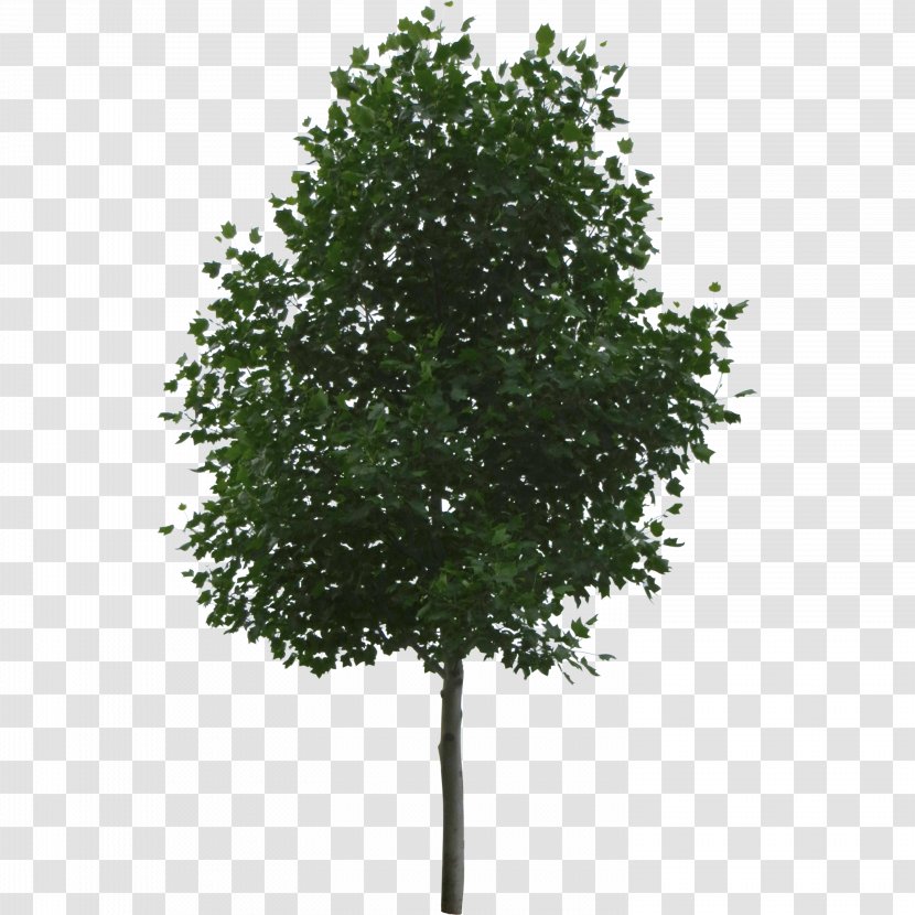 Tree Shrub - Branch - Eucalyptus Transparent PNG