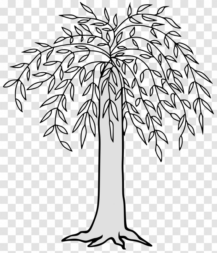 Weeping Willow Tree Drawing - Flower - Symmetry Transparent PNG