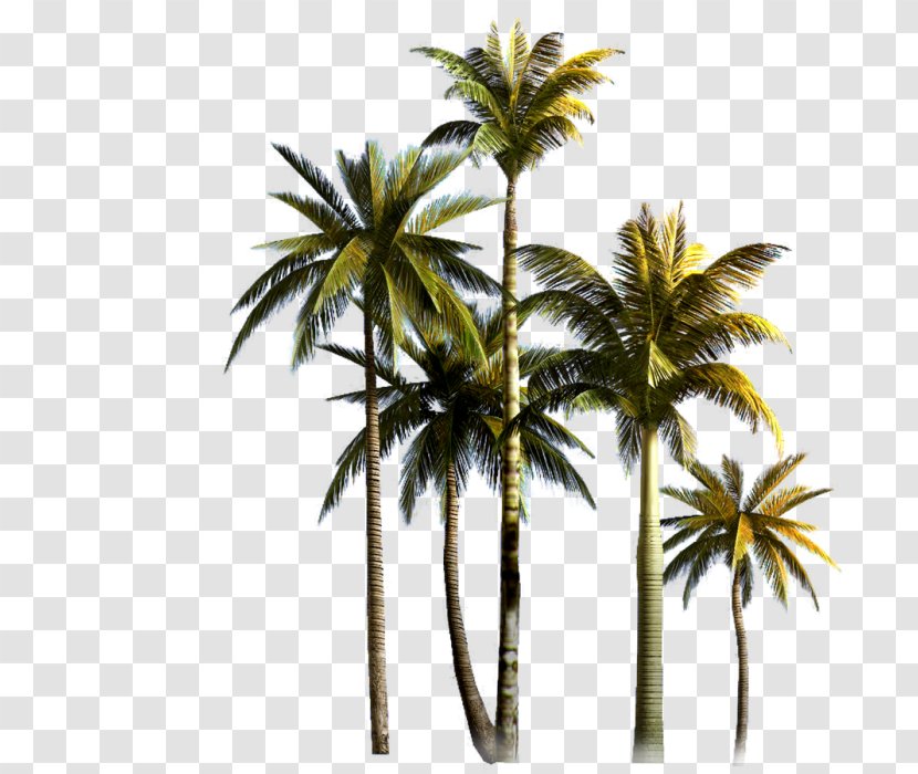 Coconut Palm Trees Asian Palmyra Clip Art - Terrestrial Plant - Summer Trip Flower Tree Transparent PNG