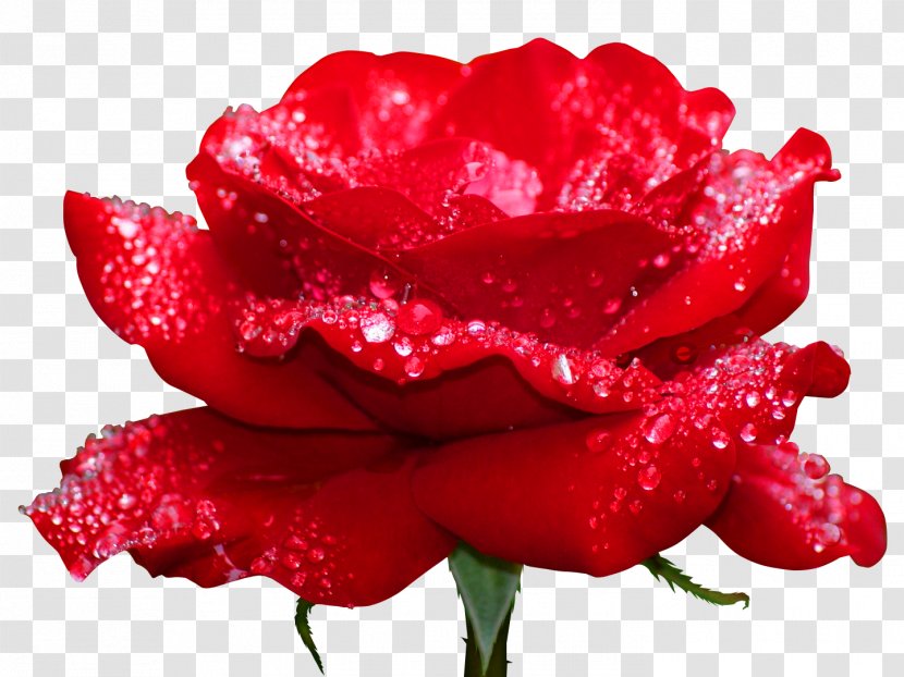 DeviantArt YouTube Flower - Idea - Roses Transparent PNG