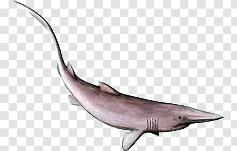 Goblin Shark Lamniformes Anomotodon Carcharhinus - Wildlife - Fish Transparent PNG