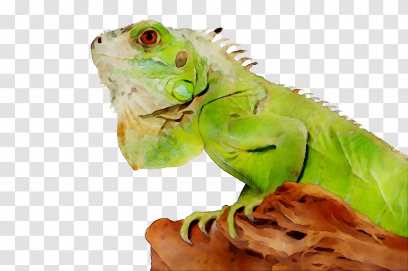 Lizard Reptile Green Iguana Cat Pet - Lepidosauria Transparent PNG