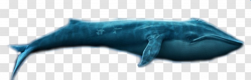 Tiger Shark Dolphin Requiem - Marine Mammal Transparent PNG
