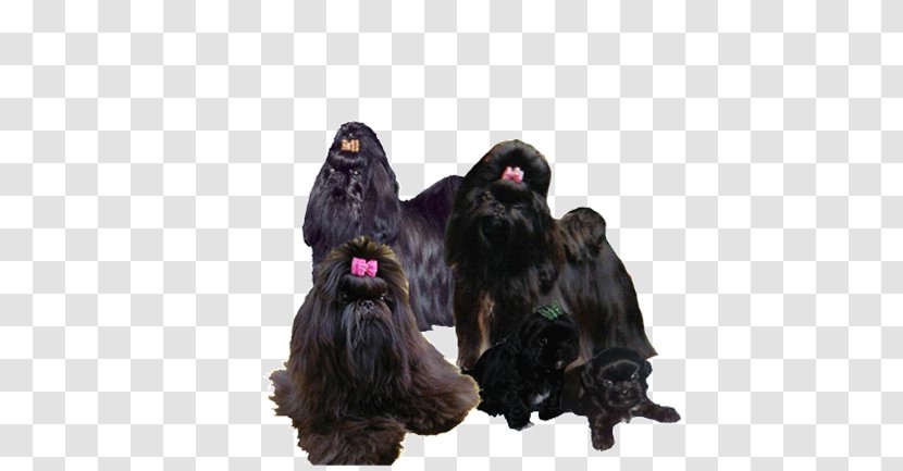 Affenpinscher Scottish Terrier Shih Tzu Sporting Group Puppy Transparent PNG