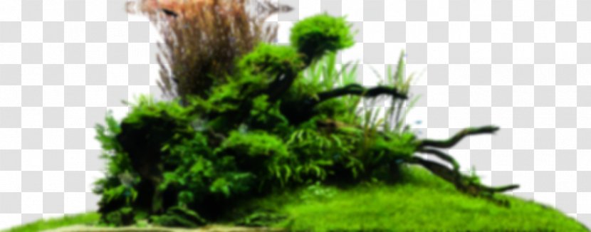 Bonsai Grasses Tree Design Herbaceous Plant - Growing Season Transparent PNG