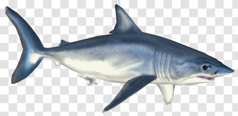 Isurus Oxyrinchus Requiem Shark Tiger Great White Clip Art - Sharks Transparent PNG
