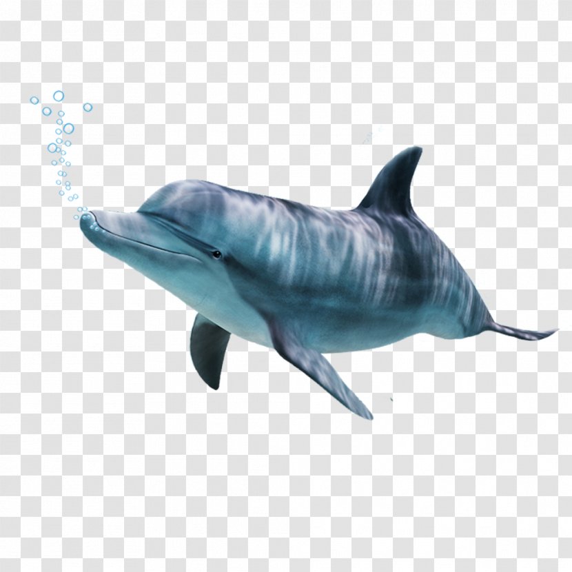 Common Bottlenose Dolphin Tucuxi Short-beaked Wholphin Rough-toothed - Cetacea Transparent PNG