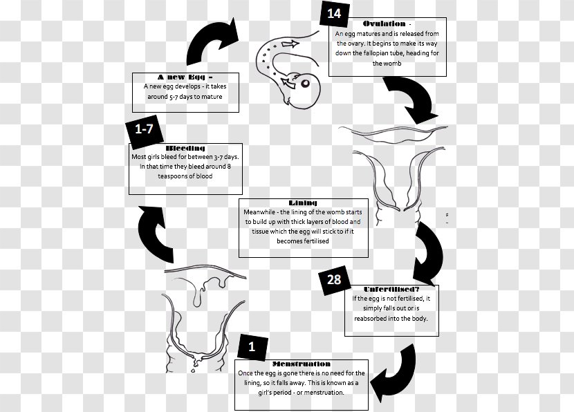 Ovarian Cycle The Menstrual Menstruation Flow Diagram - Cartoon - Anatomy Heart Transparent PNG