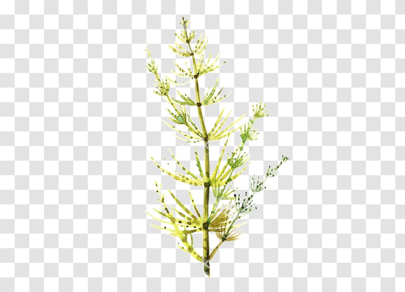 White Pine Plant Green American Larch Lodgepole - Grass Family - Red Juniper Transparent PNG