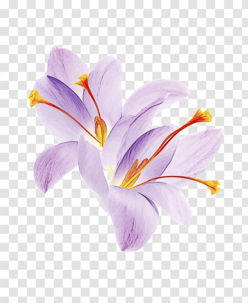 Flower Petal Cretan Crocus Plant - Tommie - Saffron Violet Transparent PNG