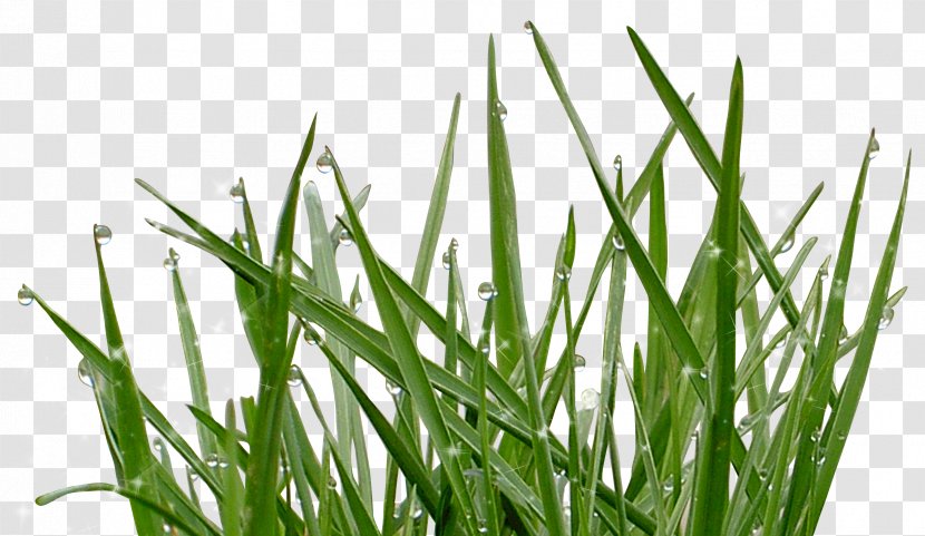 Vetiver Water Sweet Grass Wheatgrass Moisture - Family Transparent PNG
