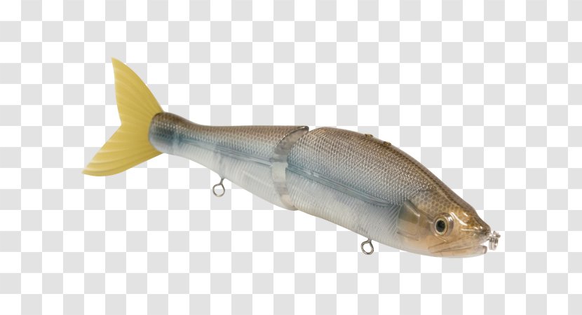 Spoon Lure Milkfish Osmeriformes Herring Oily Fish - Bait Transparent PNG