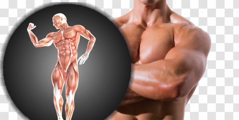 Deltoid Muscle Anatomy Asento - Watercolor - Bodybuilding Transparent PNG