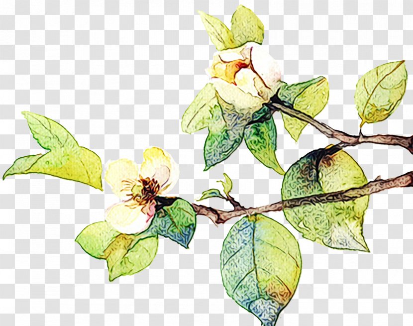 Family Tree Background - Flower - Magnolia Transparent PNG