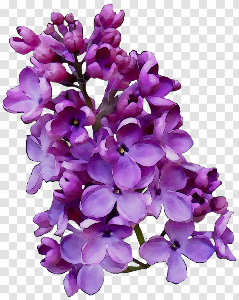 Lilac Cut Flowers Violet Family M Invest D.o.o. - Plant - Doo Transparent PNG