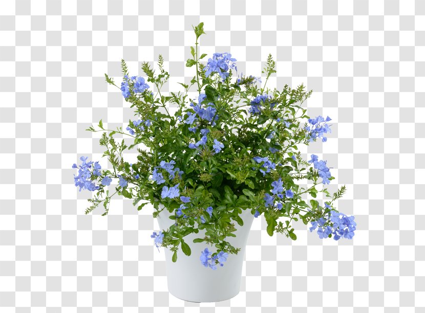 Plumbago Auriculata Scorpion Grasses Annual Plant Perennial Flower - Leadworts - Moschops Capensis Transparent PNG