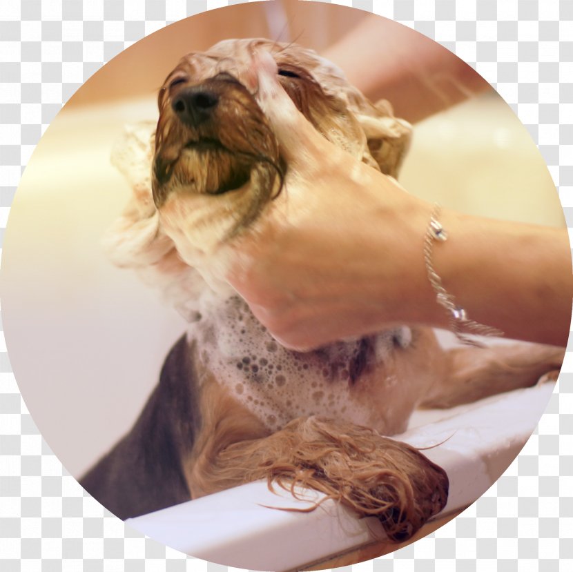 Yorkshire Terrier Dog Breed Puppy Shampoo Cosmetics - Carnivoran Transparent PNG
