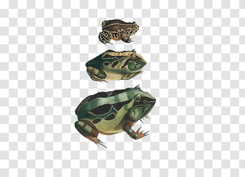 American Bullfrog Natterjack Toad Amphibians Common Frog - Organism Transparent PNG