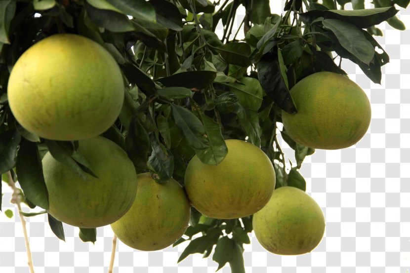 Lemon Pomelo Citron Grapefruit Key Lime - Cooked Transparent PNG