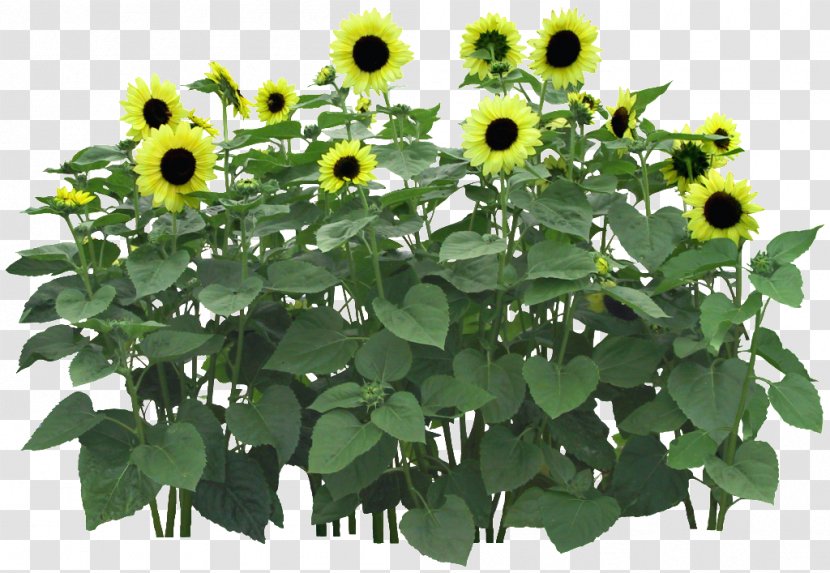 Common Sunflower Flowerpot Flower Garden - Grow Light - Green Transparent PNG