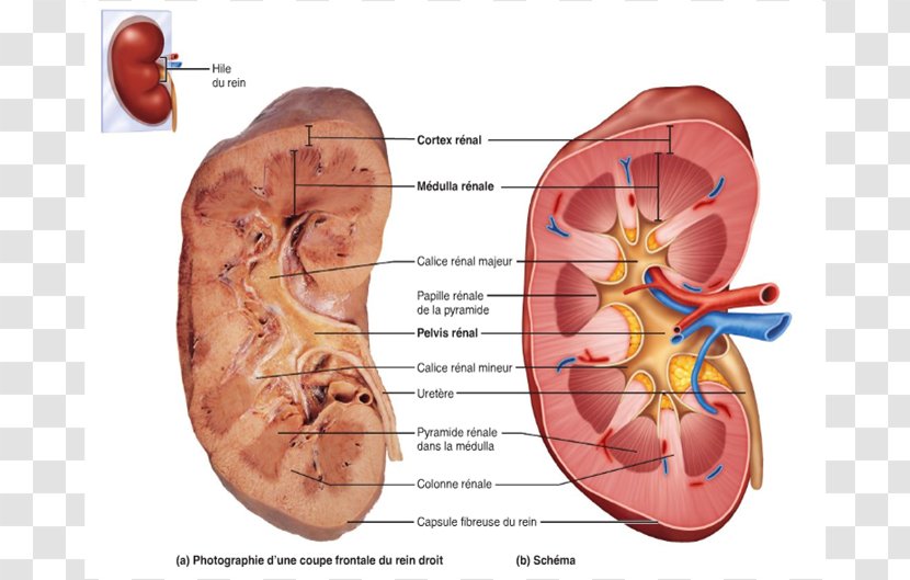Gross Anatomy Kidney Nephron Excretory System - Heart - Flower Transparent PNG